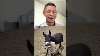 Burro muerde a hiena