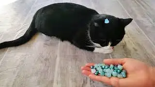 Oddly Satisfying Reverse Video ASMR With Cat Tommy 🤗💫 #satisfying
