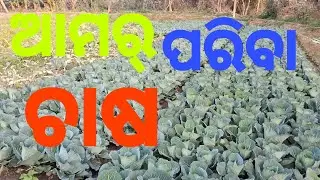 ପରିବା ଚାଷ 