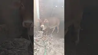 Animal house