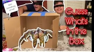 Bubbascorner GUESS WHAT IS IN THE BOX