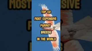 Top 2 Most Expensive Parrots in the World 🦜💰 | Luxury Bird Facts #shorts #parrotfacts #exoticpets