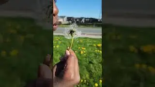 Seattle spring dandelions are bright yellow flowers that are commonly found during the spring.