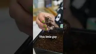 Goliath Beetle Grubs, the Hunger is Real! #museum #beetle #beetles #grubs #nhmla #beetlejuice
