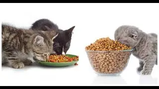 Pourquoi les v&eacute;t&eacute;rinaires insistent sur un seul aliment pour chats