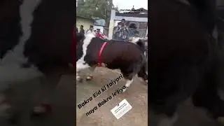 bhopal ka nawab king 1 quintal 80 kilo ka bakra