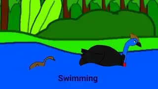 Cassowary life 4: Swimming