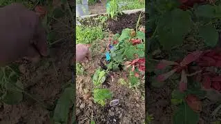 Seven Sisters Nursery