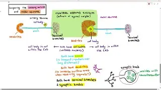 15-3 Sensory Neurone & Motor Neurone (Cambridge AS A Level Biology, 9700)