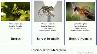 Insecte, ordre Mecoptera alpina australis communis hyemalis Boreus Fuse Aneuretopsychidae Straight