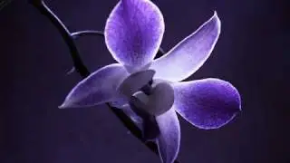 Dinah Washington: Until Sunrise