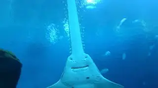 Ocean Species That Could Soon Be Extinct!