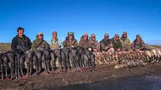 Duck Hunting NZ 2019 MASSIVE MIXED BAG HUNT
