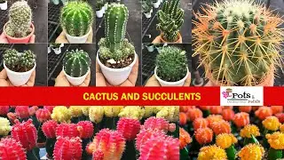 Cactus and Succulents | Pots and petals