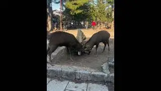 Vlog in Nara gautam buddhako mandir #jpan #videoviral 🇳🇵🇯🇵🙏🙏