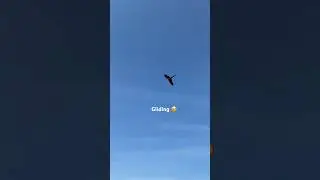 He&rsquo;s so beautiful when he glides 🥹#happy #parrot#freeflyingparrot #flyingbird #freedom #joyful #pet