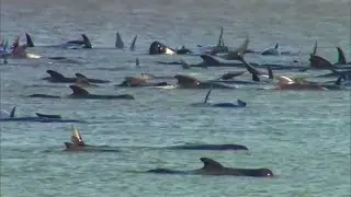 Whales Get Stranded on Sandbar and in Gator-Infested River