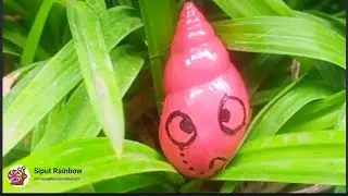 Hunting snail RAINBOW ‼️ wadidaow ada banyak sekali siputnya