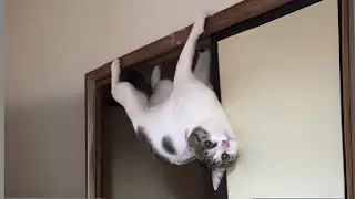 Unexplained Cat Behavior! Incredible Cat Videos