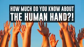 The human hand: Amazing facts!