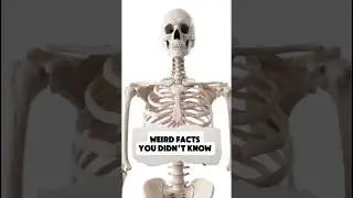 Human Body facts that feel unreal #weirdfacts #humanbody #shockingtruth #funscience #curiosity