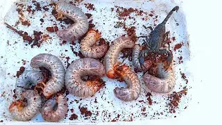 Simple discovery  giant scorpion meet many woodworms