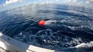 Lobster Hunting and Drifting in a Strong Current - Palm Beach Lobster Diving;   HD Version