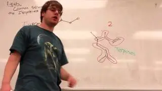 Lipids Part 1 - Common Structures and Isoprenes