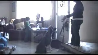 'How to train' Door Dashing Dogs