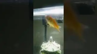 hello Goldie enjoy  get big .#short #asmr #watersound #relaxingsound #goldfish