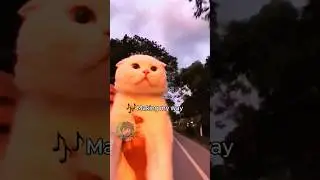 🐱 Il gatto Making my way downtown 🎶