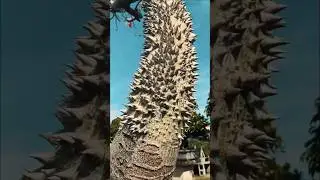 Have you ever seen a tree&hellip; that explodes like a bomb?  #tree #shorts