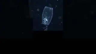 Meeting Strange Marine Animals Caught on Camera #shortsvideo #shortvideo #shorts