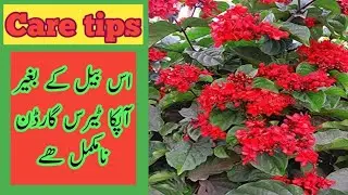 Care Tips For Flaming Glory Bower Vine | Useful Gardening Tips In Urdu | Lets Do Nature
