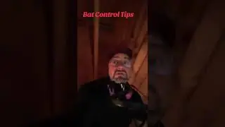 How to tell if you have bats in your attic and what to do. ￼