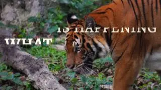 What is Happening to the Malayan Tigers?