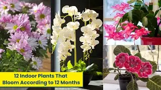 12 Indoor Plants That Bloom According to 12 Months