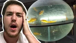 Fish Biologist reacts to SHOCKING Aquariums