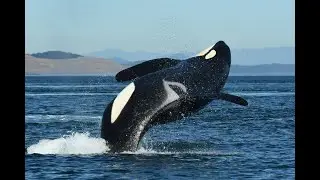 Center for Whale Research