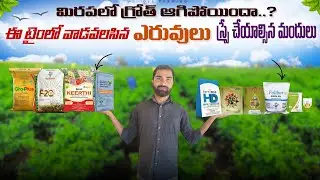 best fertilizer for chilli plants,chilli flower drop control,chilli crop setting,mirapa sagu telugu