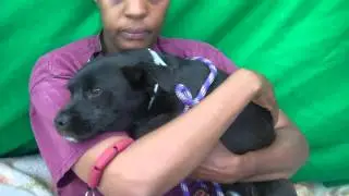 RESCUED! A4940420 Toby | Pug/Beagle Mix