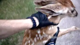 Bodycam Shows Police Officer Rescue Fawn Stuck In Fence