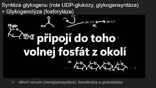 Biochemie 21  - Vznik a odbour&aacute;v&aacute;n&iacute; glykogenu