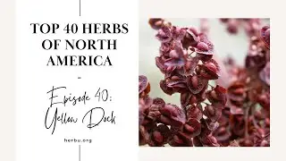 Yellow Dock - Top 40 Herbs of North America - Part 40