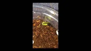 虹色少年家の生き物図鑑-15アオゴミムシ