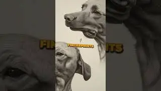 Paw-Some Facts about Dogs #facts #factshorts #factvideo #dog #doglover