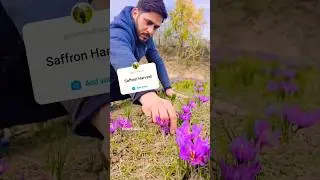 See how the Live saffron harvest in kashmir is musified. #viral #viralvideo #viralshorts #saffron
