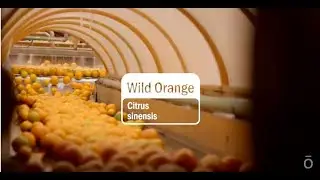 Wild Orange Essential Oil | doTERRA Behind the Bottle: Episode 16