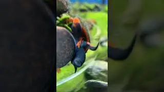 Blueberry snail on glass