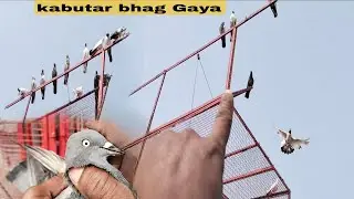 New kabootar lae aur bhag Gaya Ghar bhag 🏠😰